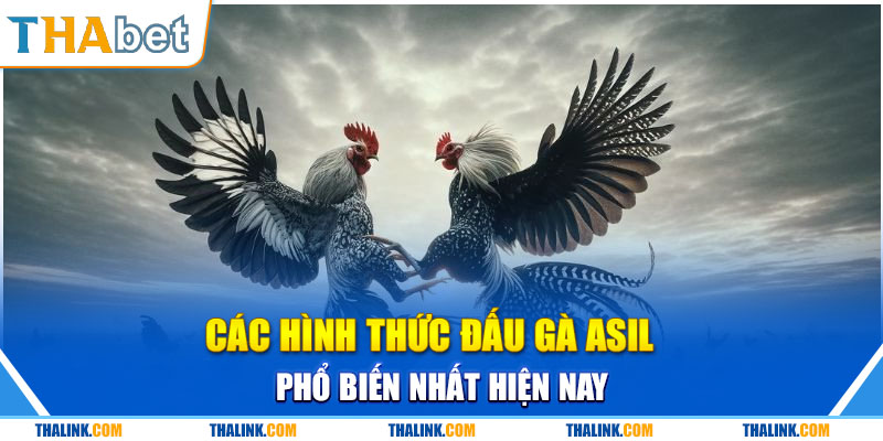 Kỹ năng phân tích về thành tích của gà khi soi kèo 